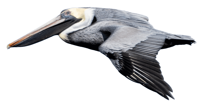 Pelican Pelican