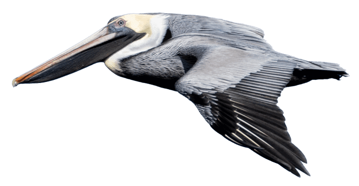 Pelican