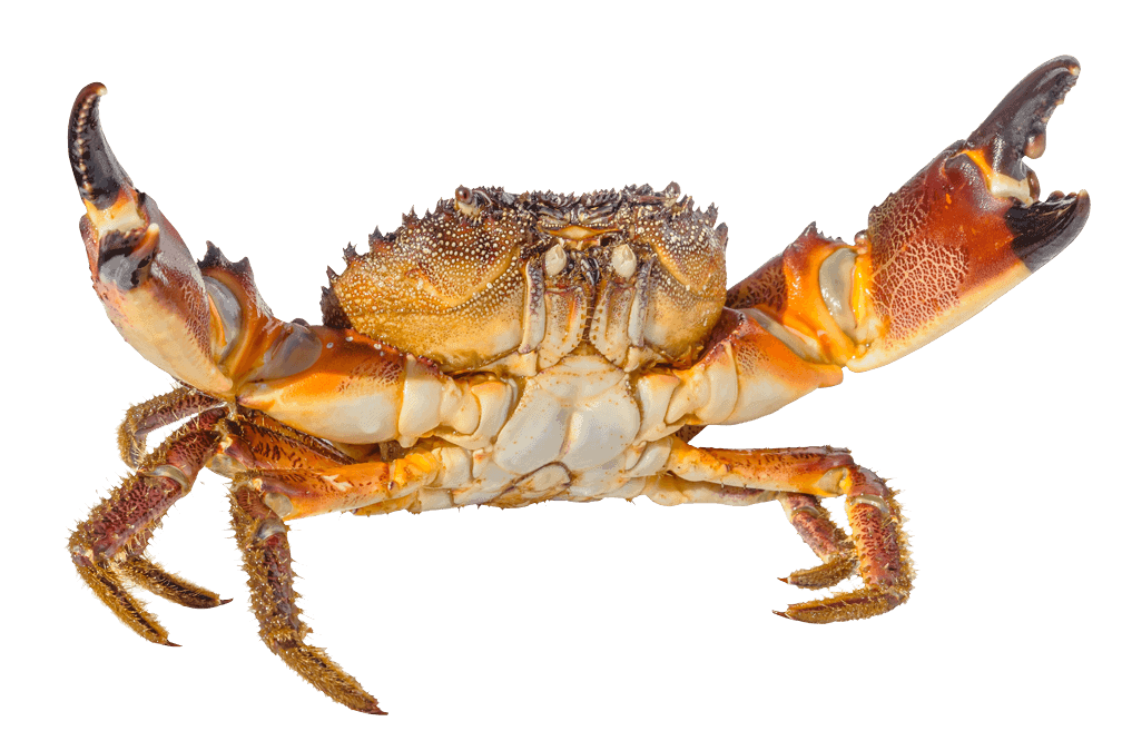 Stone Crab